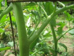Suckers grow between the main shoots of the tomato plants.